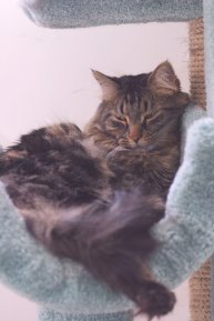 Pet Care Tips for Cats