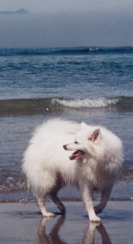 Pet Care Tips for Dogs
