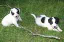 Puppy