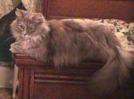 Catherine Faye, former stray